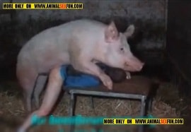 Порно со свиньей: пухлый свин трахнул в попу мужика